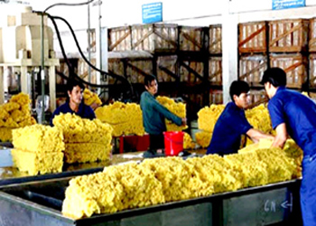 Việt Nam Xuất khẩu cao su đứng thứ năm thế giới