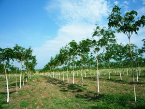 Khả năng trồng cao su trên đất rừng khộp
