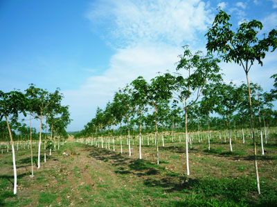 Việt Nam và Campuchia hợp tác trồng cao su
